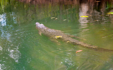 Crocodile swimming in murky swamp water