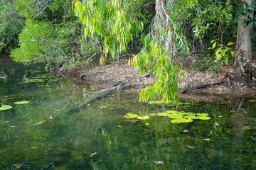 Crocodile lurking on the banks of a swamp