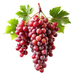 Obraz premium hanging branch red grapes isolated on a white background