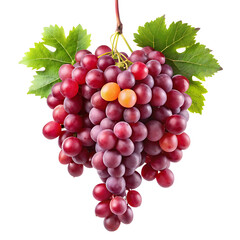 hanging branch red grapes isolated on a white background