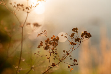 Suche jesienne kwiaty, jesienna łąka o zachodzie słońca.  © Elżbieta Kaps