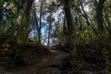 forest trail leading to Inacayal Waterfall and Belvedere Hill in Villa La Angostura, Argentina. Surrounded by dense native vegetation, including towering coihue and lenga trees.