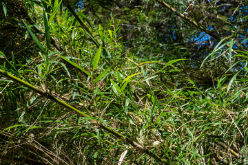 Colihue bamboo (Chusquea culeou) in a dense forest, capturing the plant's distinctive nodes and lush green leaves.  This plant attracting rodents that can carry hantavirus.