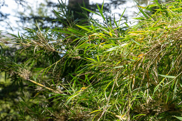 A photograph of Colihue bamboo (Chusquea culeou) in a dense forest, capturing the plant's distinctive nodes and lush green leaves.  This plant attracting rodents that can carry hantavirus.