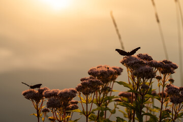 Kwiaty sadziec konopiasty z motylami  o zachodzie słońca.  © Elżbieta Kaps