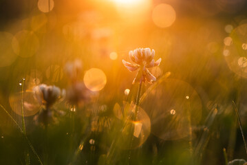 Letnia łąka, koniczyna w trawie w rosie,  © Elżbieta Kaps