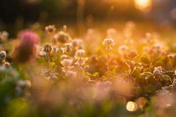 Letnia łąka, koniczyna w trawie w rosie,  © Elżbieta Kaps