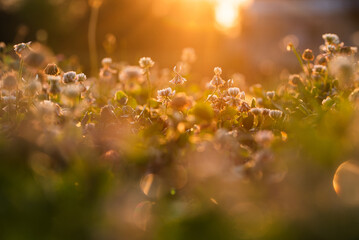 Letnia łąka, koniczyna w trawie w rosie,  © Elżbieta Kaps