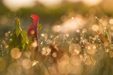 Jesienny liść w trawie w rosie o świcie, tapeta. © Elżbieta Kaps