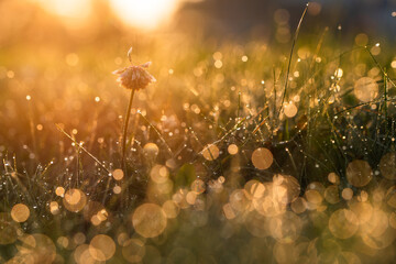Letnia łąka, koniczyna w trawie w rosie,  © Elżbieta Kaps