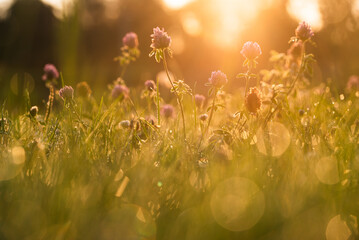 Letnia łąka, koniczyna w trawie w rosie,  © Elżbieta Kaps