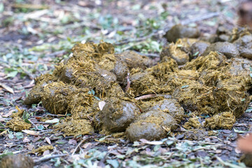 Close-up of fresh animal droppings on the ground, likely from a large herbivore, against a natural forest floor backdrop. The image captures the organic texture and natural environment 