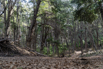 forest trail leading to Inacayal Waterfall and Belvedere Hill in Villa La Angostura, Argentina. Surrounded by dense native vegetation, including towering coihue and lenga trees.
