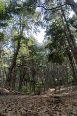 forest trail leading to Inacayal Waterfall and Belvedere Hill in Villa La Angostura, Argentina. Surrounded by dense native vegetation, including towering coihue and lenga trees.