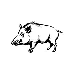A black and white drawing of a pig. The drawing is of a wild boar