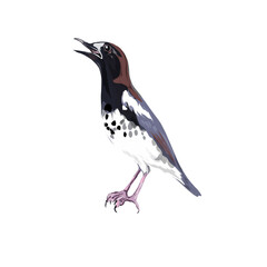 a magpie without background
