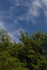 cloud Blue sky and dragonflies