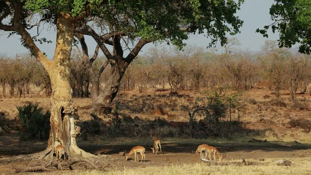 Impala antelopes (Aepyceros melampus) under large sycamore fig trees (Ficus sycomorus), Kruger National Park, South Africa