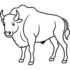 Bison
