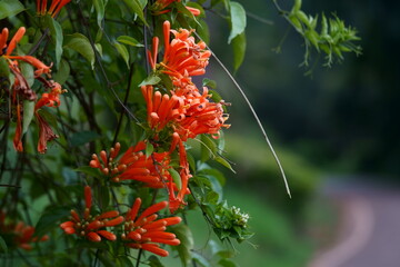 Bright beautiful picture of orange Pyrostegia flower blooming in a wild garden