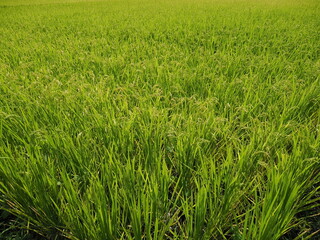 東京近郊の田んぼ（東京都府中市）