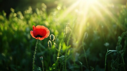 Single Poppy in the Sunlight