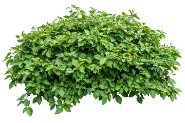 Fototapeta premium Lush green bush with vibrant foliage.