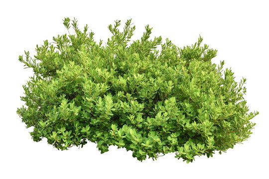 A lush green bush with small leaves, isolated on a white transparent background.