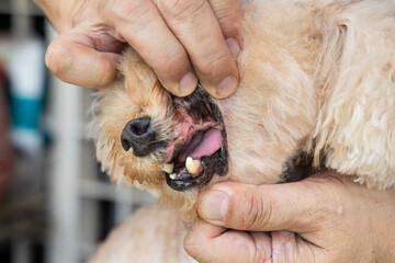 Closeup of dog with teeth gingivitis decay and gum problem had most of her teeth extracted to...
