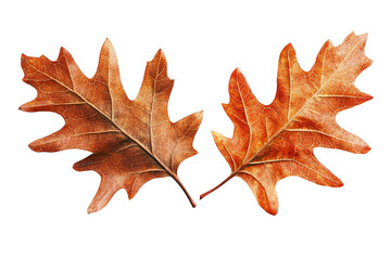 Obraz premium Two brown oak leaves with a lobed shape and veins.