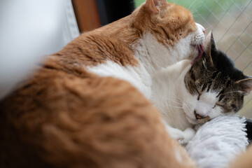 窓辺でくつろぐ二匹の猫