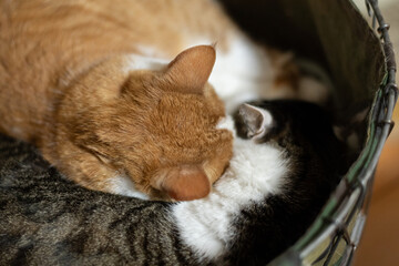 狭い場所でくつろぐ二匹の猫