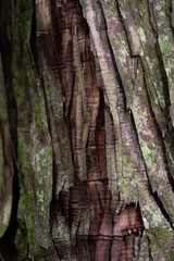 森に生える木の表面