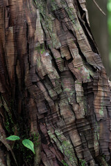 森に生える木の表面