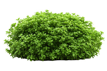 Obraz premium A lush, green bush with dense foliage, isolated on a white transparent background.
