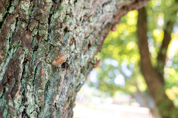 木の幹で羽化した蝉の抜け殻