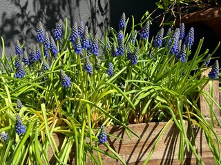 Muscari grape hyacinth spring blue violet flowers 