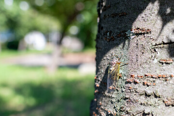 木の幹に取り付いて樹液を吸うクマゼミ
