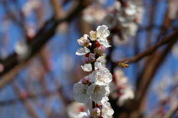 Bee flying near flowers