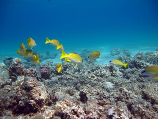 Colorful tropical fish on a coral reef, amazingly beautiful fairy world. In the coral gardens of the Red Sea.

