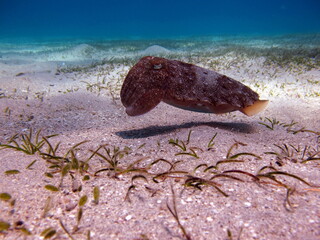 The pharaoh cuttlefish (Sepia pharaonis) has a large geographic range extending east to Zanzibar,...