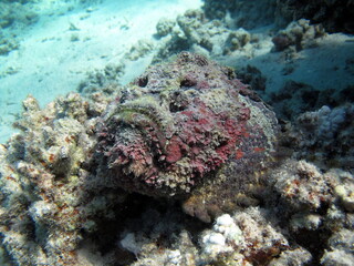 Stone fish - Synanceiidae. Ocean wart - this fish of the family Synanceiidae grows up to 27 cm. It lies motionless on the bottom for hours, waiting for prey. One of the world's most poisonous fish.