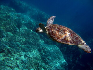 Obraz premium Big Green turtle . Green turtles are the largest of all sea turtles. A typical adult is 3 to 4 feet long and weighs between 300 and 350 pounds.