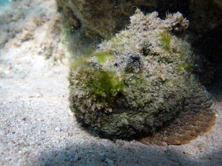 Stone fish - Synanceiidae. Ocean wart - this fish of the family Synanceiidae grows up to 27 cm. It...