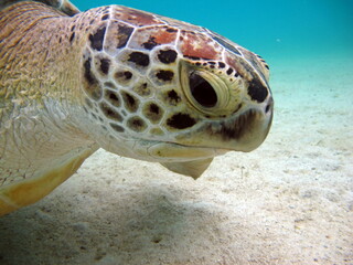 Fototapeta premium Big Green turtle , Green turtles are the largest of all sea turtles. A typical adult is 3 to 4 feet long and weighs between 300 and 350 pounds.