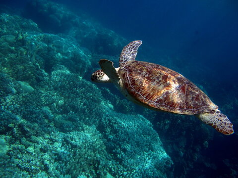Big Green turtle . Green turtles are the largest of all sea turtles. A typical adult is 3 to 4 feet long and weighs between 300 and 350 pounds.