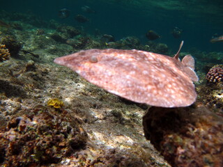 Stingrays. Leopard Electric Stingray - This electric stingray grows up to 100 cm and feeds on fish and bottom dwellers.