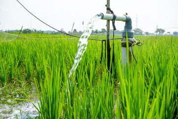 Irrigation of rice fields using pump wells with the technique of pumping water from the ground to...