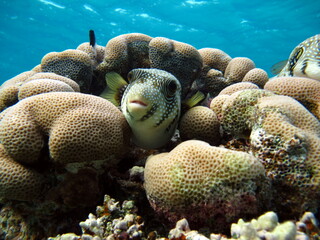 Colorful tropical fish on a coral reef, amazingly beautiful fairy world. In the coral gardens of...