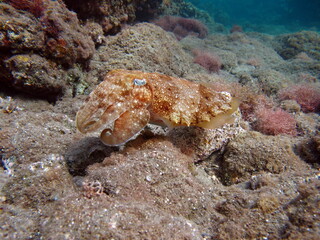 The pharaoh cuttlefish (Sepia pharaonis) has a large geographic range extending east to Zanzibar, west to Australia, and north to Japan. They cover the Indian Ocean, the Persian Gulf, the Red Sea.